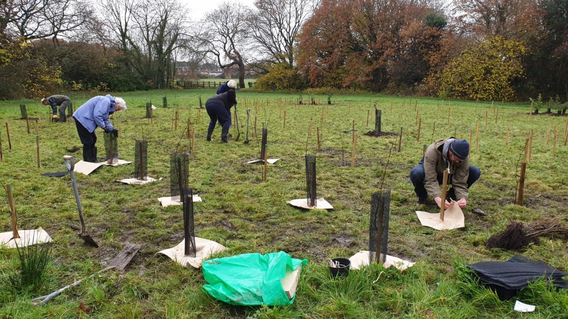 How Wirral's tree strategy will plant 210,000 trees by 2030 Local action